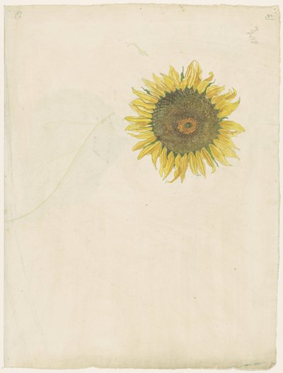 Zonnebloem door Martinus van Andringa