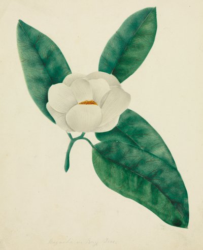 Magnolia door Mary Altha Nims