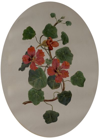 Oost-Indische kers, c.1870 door Mary Dakeyne Townroe