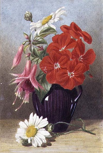 Geraniums en fuchsia