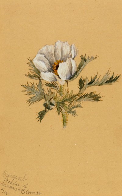 (Zonder titel) (Bloemstudie) door Mary Vaux Walcott