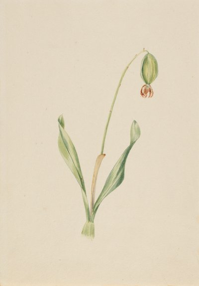 (Zonder titel) (Studie van planten) door Mary Vaux Walcott