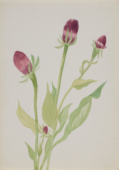 (Zonder titel - Bloemenstudie) door Mary Vaux Walcott