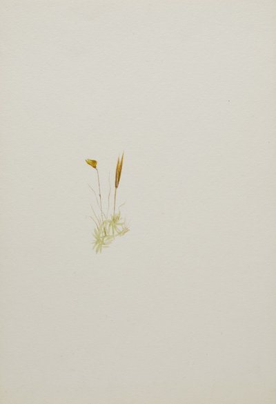(Zonder titel - Bloemenstudie) door Mary Vaux Walcott