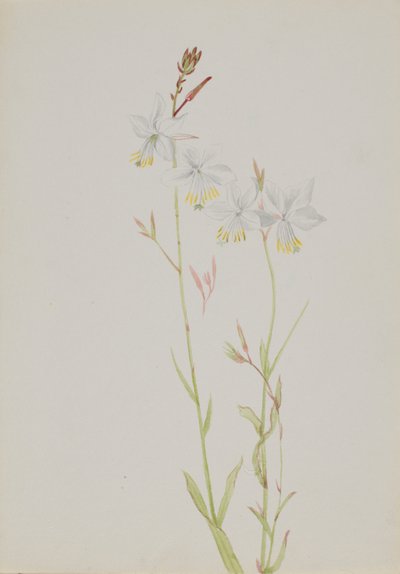 (Zonder titel - Bloemenstudie) door Mary Vaux Walcott