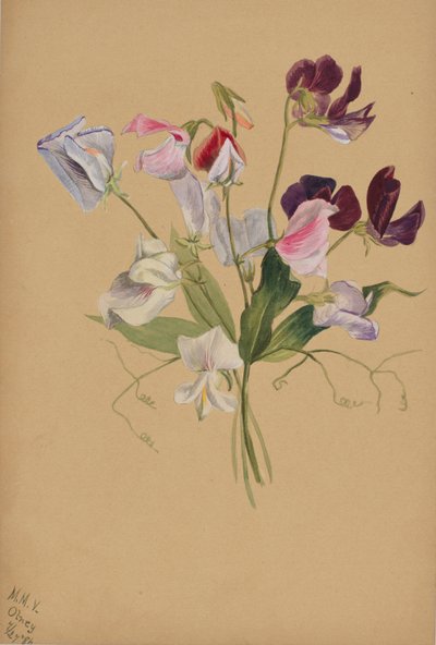 (Zonder titel - Bloemenstudie) door Mary Vaux Walcott