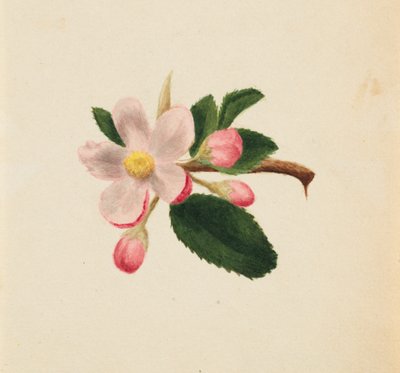 (Zonder titel - Bloemenstudie) door Mary Vaux Walcott