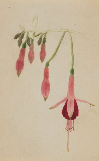 (Zonder titel - Bloemenstudie) door Mary Vaux Walcott