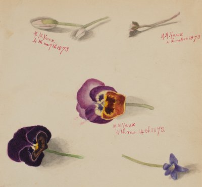 (Zonder titel - Bloemenstudie) door Mary Vaux Walcott