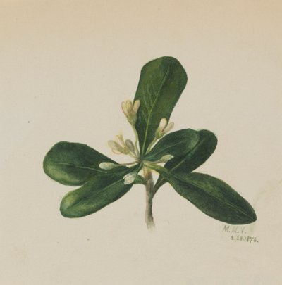 (Zonder titel - Bloemenstudie) door Mary Vaux Walcott