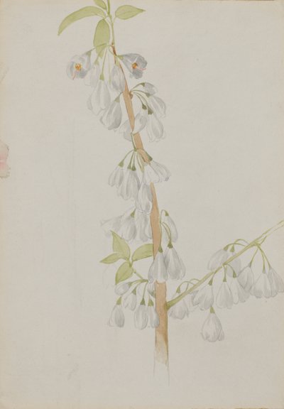 (Zonder titel - Bloemenstudie) door Mary Vaux Walcott