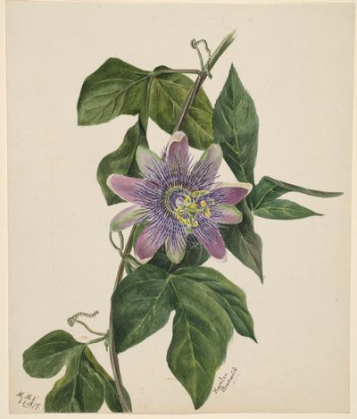 (Zonder titel - Bloemenstudie) door Mary Vaux Walcott