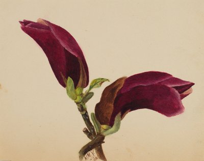 (Zonder titel - Bloemenstudie) door Mary Vaux Walcott