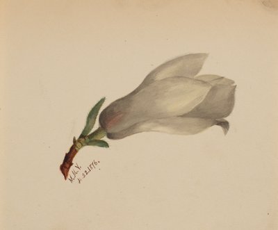(Zonder titel - Bloemenstudie) door Mary Vaux Walcott