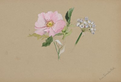 (Zonder titel - Bloemenstudie) door Mary Vaux Walcott