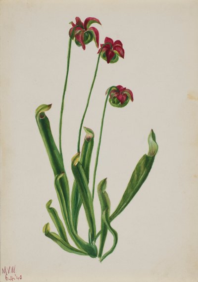 (Zonder titel - Bloemenstudie) door Mary Vaux Walcott