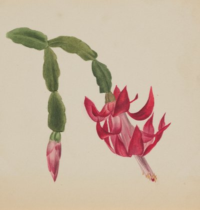 (Zonder titel - Bloemenstudie) door Mary Vaux Walcott