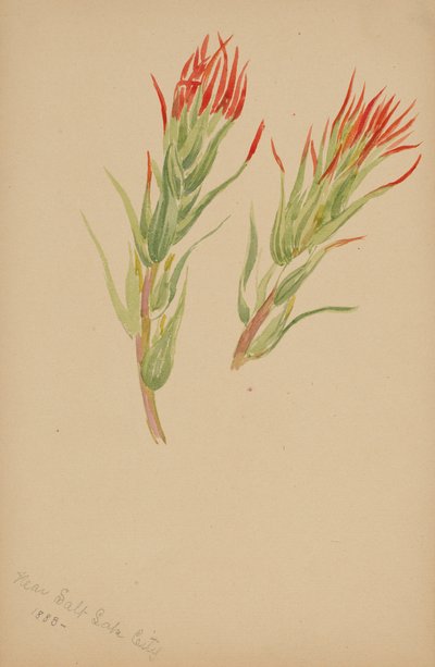 (Zonder titel - Plantenstudie) door Mary Vaux Walcott
