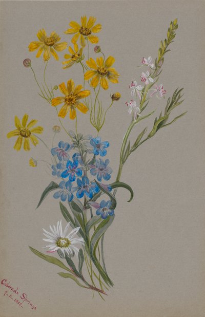 (Zonder titel, groep bloemen) door Mary Vaux Walcott