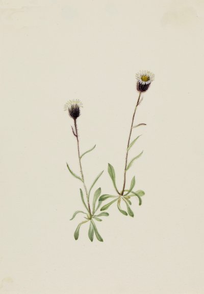 Aleutische Vlooienkruid Erigeron unalaschensis door Mary Vaux Walcott