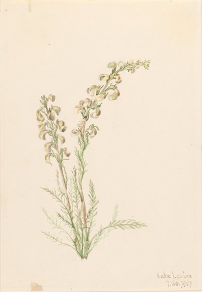 Alpiene varen (Pedicularis contorta) door Mary Vaux Walcott