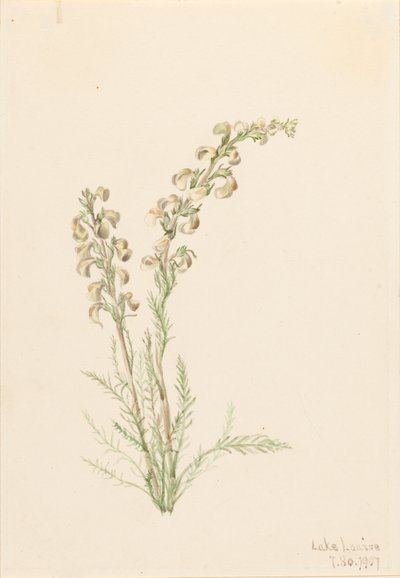 Alpenvarenleven Pedicularis contorta, 1907 door Mary Vaux Walcott