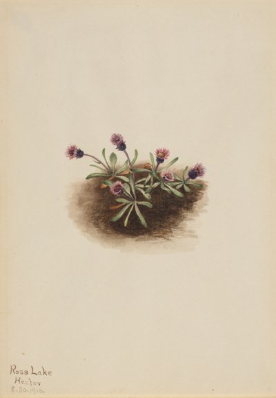 Alpenvlo (Erigeron unalaschcensis) door Mary Vaux Walcott