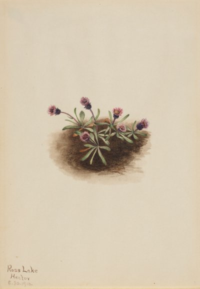Alpenfijnstraal Erigeron unalaschcensis, 1916 door Mary Vaux Walcott