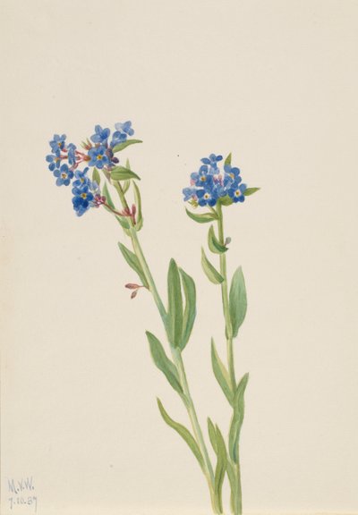 Alpen Vergeet-mij-nietje Myosotis alpestris, 1937 door Mary Vaux Walcott