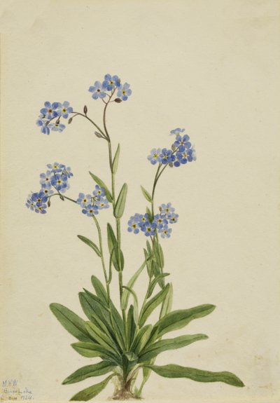 Alpen Vergeet-mij-nietje Myosotis alpestris, 1924 door Mary Vaux Walcott