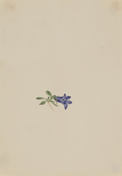 Alpenklokje Campanula lasiocarpa, n.d. door Mary Vaux Walcott