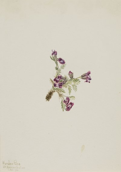 Alpenwortel (Oxytropis podocarpa) door Mary Vaux Walcott