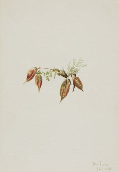 Alpen Pointvetch Oxytropis podocarpa, 1918 door Mary Vaux Walcott