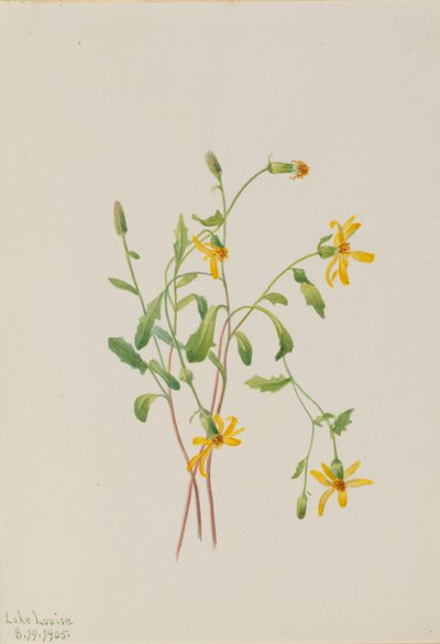 Grote weegbree (Senecio soorten) door Mary Vaux Walcott