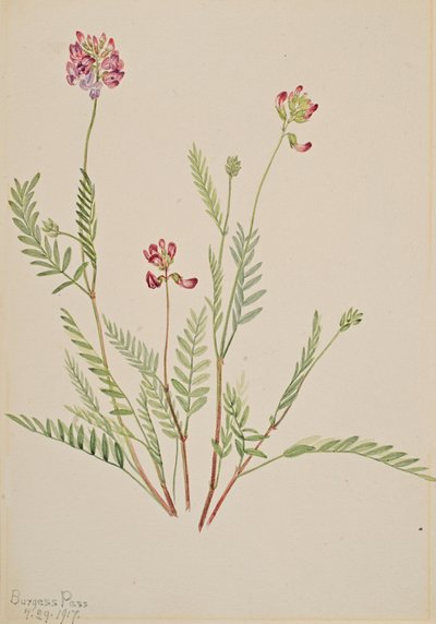 Alpenwikke Astragalus bourgovii door Mary Vaux Walcott