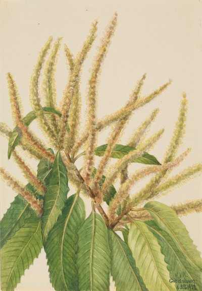Amerikaanse kastanje (Castanea dentata) door Mary Vaux Walcott