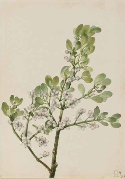 Amerikaanse maretak Phoradendron flavescens, 1923 door Mary Vaux Walcott
