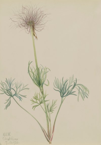 Amerikaanse Pasquebloem Pulsatilla ludoviciana, 1920 door Mary Vaux Walcott