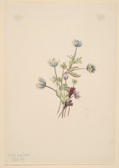 Anemoon (Anemone drummondii) door Mary Vaux Walcott