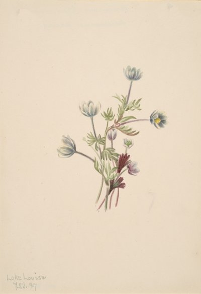 Anemoon Anemone drummondii, 1907 door Mary Vaux Walcott
