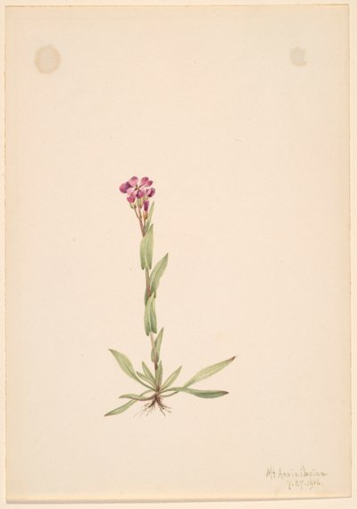 Arabis lyallii door Mary Vaux Walcott