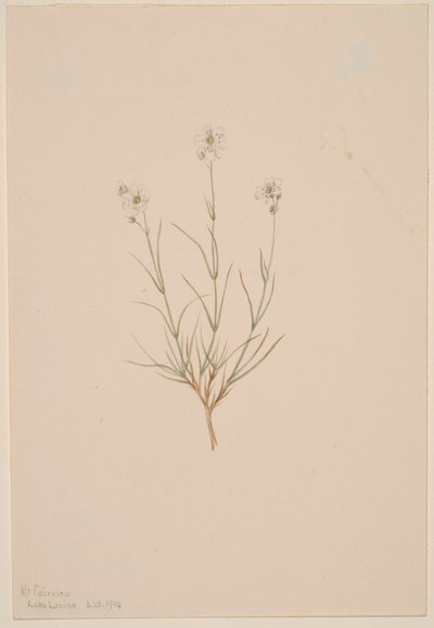 Arenaria formosa, 1904 door Mary Vaux Walcott