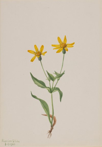 Arnica alpina door Mary Vaux Walcott