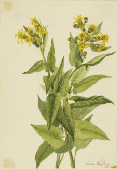 Pijlkruid Senecia triangularis door Mary Vaux Walcott