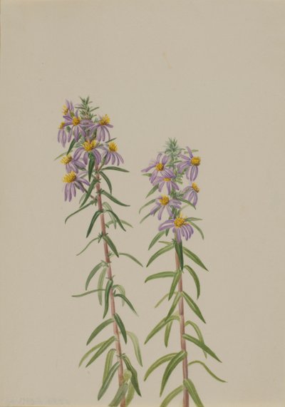 Aster Aster hirariifolius, 1923 door Mary Vaux Walcott