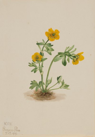 Lawineboterbloem Ranunculus suksdorfii, 1919 door Mary Vaux Walcott