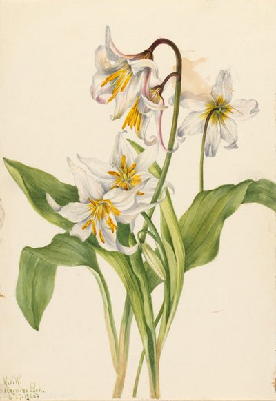 Lawinelelie Erythronium montanum, 1925 door Mary Vaux Walcott