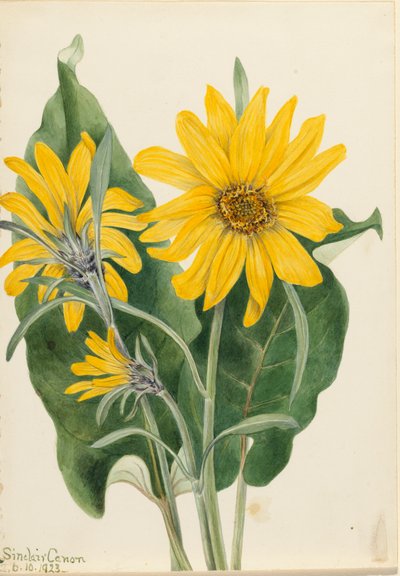 Balsemkruid Balsamorhiza sagittata, 1923 door Mary Vaux Walcott