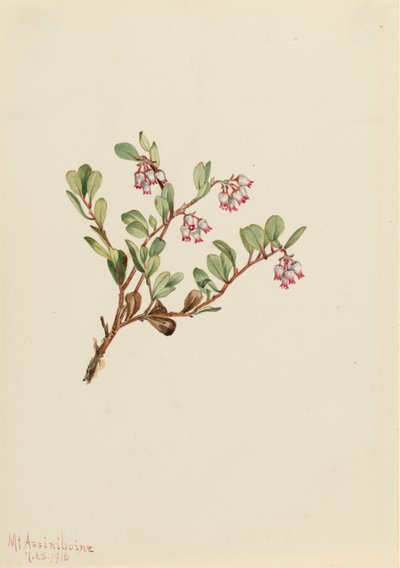 Bearberry Arctostaphylos uva-ursi, 1916 door Mary Vaux Walcott