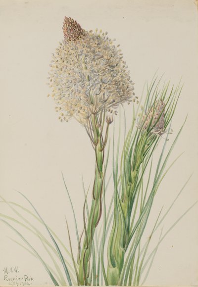 Berengras Xerophyllum tenax, 1924 door Mary Vaux Walcott